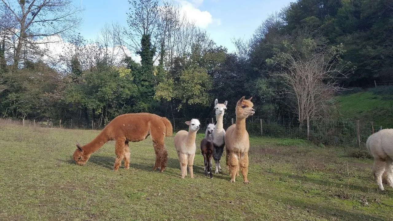 La Ferme Des Andes Bed & Breakfast Quins